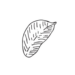 Graphic leaves. Hand draws graphic illustrations on a white background. Graphic leaves for design