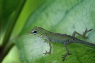 Fototapeta premium A small green lizard resting on a leaf in a natural setting.
