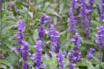 A vibrant display of purple flowers in a lush green environment.