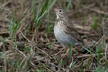Fototapeta premium A small bird standing on the ground among grass and dried foliage.