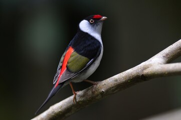 Fototapeta premium A colorful bird perched on a branch, showcasing vibrant plumage and intricate details.