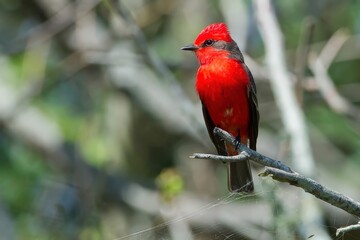 A vibrant red bird perched on a branch amidst blurred greenery.