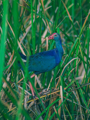 Swamphen in the grass