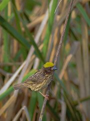 Streaked Weaver sitting on the branch