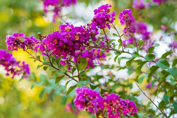 Bright purple flowers bloom on a crepe myrtle bush with green leaves, standing against a softly blurred background during the golden hour. 