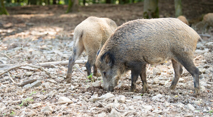 Wild boar in the forest, sus scrofa, swine or pig, wildlife in the woodland, animal in Europe 