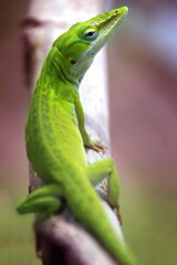 Fototapeta premium A vibrant green lizard perched on a branch, showcasing its colorful scales and posture.