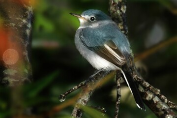 Fototapeta premium A small bird with blue and gray plumage perched on a branch amidst greenery.