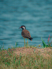 Naklejka premium Red-waattled Lapwing on the lake