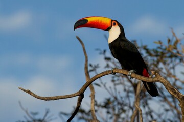 Obraz premium A toucan perched on a branch against a blue sky.