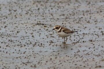 A small bird stands on a muddy surface, surrounded by small clumps of earth.