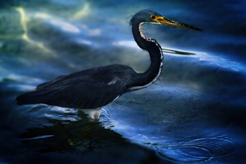 A heron stands gracefully in calm water, showcasing its elegant form and natural habitat.