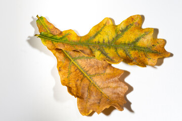 Closeup of orange, yellow oak tree leaf isolated on white background. Autumn nature element for thanksgiving, h