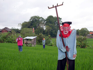 Rice fields on the island of the Gods