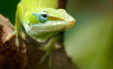 A close-up of a vibrant green lizard perched on a branch, showcasing its detailed features.