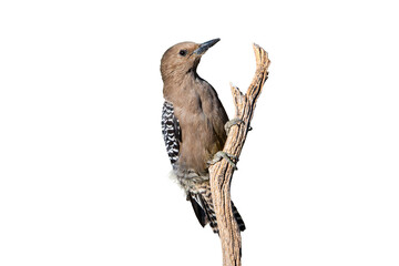 Gila Woodpecker (Colaptes chrysopides) Photo,  Perched Over a Transparent Isolated PNG Background