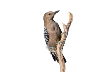 Gila Woodpecker (Colaptes chrysopides) Photo,  Perched Over a Transparent Isolated PNG Background
