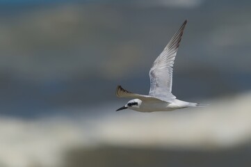A bird in flight against a blurred coastal background.