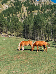 Mountain landscape with green meadow, pines and pasturing horses. Natural background.