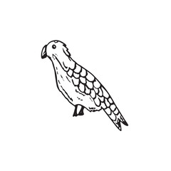  Graphic animals. Hand draws graphic illustrations on a white background. Graphic animals for design