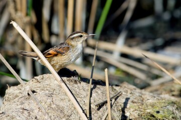 A small bird perched on a log amidst reeds in a natural setting.