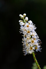 Beautiful prunus caucasica laurocerasus flowers. Ornamental plum.