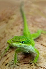 A close-up of a green lizard resting on a textured surface.