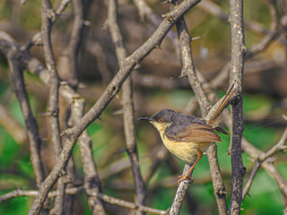 Ashy Prinia a small bird sitting on the branch