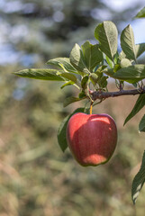 Reife Äpfel im alten Land 
