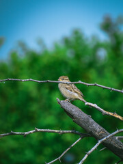 House sparrow  or Italian Sparrow on a branch