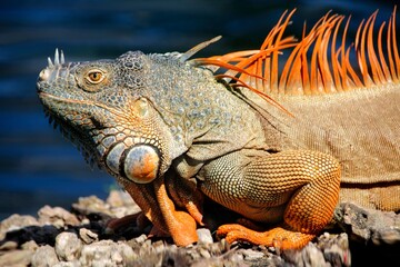 A close-up of an iguana basking on a rock near water.