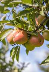 Reife Äpfel im alten Land 