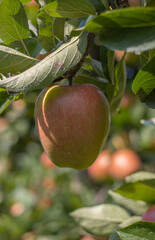 Reife Äpfel im alten Land 