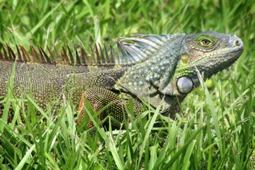 A close-up of an iguana resting in lush green grass.
