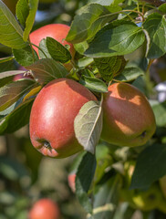 Reife Äpfel im alten Land 