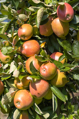 Reife Äpfel im alten Land 