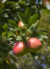 Reife Äpfel im alten Land 