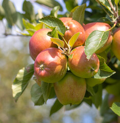 Reife Äpfel im Alten Land 