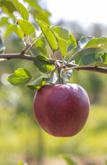 Reife Äpfel im Alten Land 