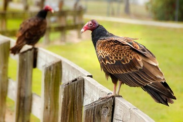 Two vultures perched on a wooden fence in a grassy area.
