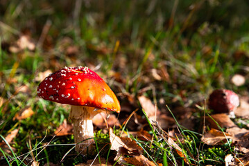 Detail of red capped Amanita Muscaria mushroom in a forest. Beautiful, tempting Fly Amanita fungus. Poisonous Fly Agaric is a dangerous, attractive mushroom hard to resist the temptation to pick it up