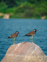Lapwing bird standing on the rock at the lake