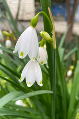 Leucojum vernum - early spring snowflake flowers in the forest. Blurred background, spring concept.