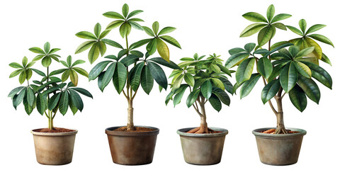 Fototapeta premium Set of Four Small Separate Schefflera Elegantissima Plants Isolated on Transparent Background, Ideal for Indoor Plant and Decorative Foliage Projects