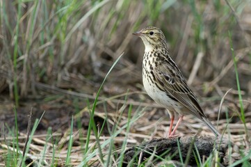 A small bird standing among grass in a natural setting.