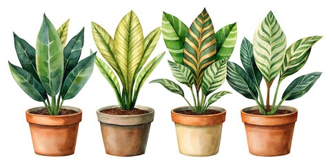 Fototapeta premium Set of Four Small Separate Stromanthe Triostar Plants Isolated on Transparent Background, Ideal for Indoor Plant and Foliage Design Projects