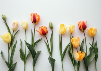 Colorful tulips arranged on a white background, showcasing a variety of shapes and colors