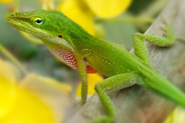 A vibrant green lizard perched on a branch, surrounded by yellow flowers.