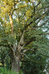 Very old oak tree in Nagelmuiza in September in Latvia