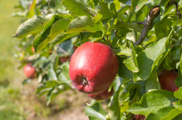 Reife Äpfel im Alten Land 